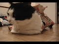 Wrapped Up Kitty