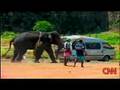 Elephant Squashes A Car