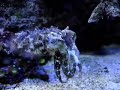 Cuttle Fish - Passing Cloud
