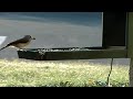 tufted titmouse