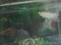 Australian Arowana eating a mealworm