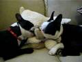 Boston Terriers Lovin' on a large sheep