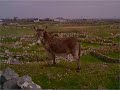 Ireland