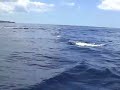 Azores Azores