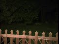 Fox Song
