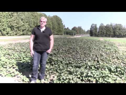 how to fertilize sweet potatoes