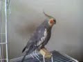 Calopsita - Assoviando Fiu-fiu, parab�ns e imitando espirro