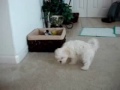 Puppy Candy and Minik very Cute