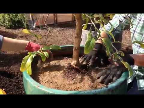 how to replant citrus