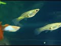 Guppy Love