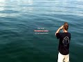 Tiburon Ballena