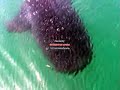 Tiburon Ballena