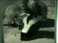 Skunk vs Raccoon Part II