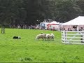 Sheep Dog Trials Hayfield Derbyshire