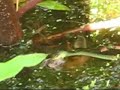 Wild tree snake feeding on marsh frog Wild tree snake feeding on marsh frog