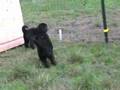 Newfy Pups first time outside