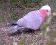 The Pink and Grey Galahs
