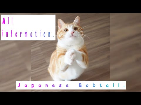 Japanese Bobtail. Pros and Cons, Price, How to choose, Facts, Care, History