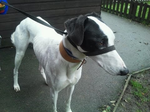 cheltenham today cheltenham today