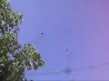 swallows?eat?japanese-bees