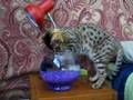 Bengal-Goes-Fishing