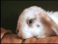 Baby Rabbit