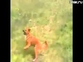 Собака-Танцевака