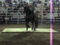caballo bailador