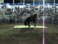 caballo bailador
