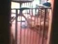 stupid cat
