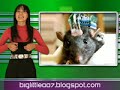 telurica tv 240   ¡un spray para tu mascota!