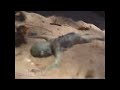Click to see video