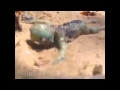 Sirena Bebe Viva Encontrada En La Playa
