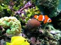 Marine Aquarium