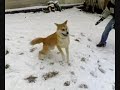 Kenzo Playing in the Snow!