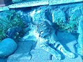 Mynoute le chat de tout les reve =D