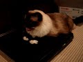 Caymus the FABULOUS - Ragdoll Cat
