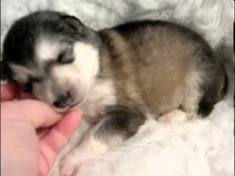 FAMOUS CHAMPION & GIANT LINED ALASKAN MALAMUTE