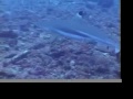 Tiger Shark Adventure 2 Tiger Shark Adventure 2