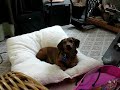 Daschund Howling