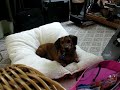 Daschund Howling