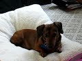 Daschund Howling