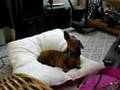 Daschund Howling