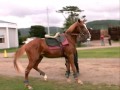 Hybrid Horsemanship(Rogue Busters)
