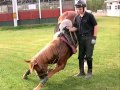 Hybrid Horsemanship(Rogue Busters)