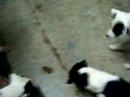 toad gets mad, dogs want to play