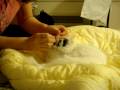Our little kitten Baby--cleaning ears Our little kitten Baby--cleaning ears