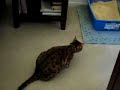 Bengal Cat Opens Drawer Clip 1 Bengal Cat Opens Drawer Clip 1