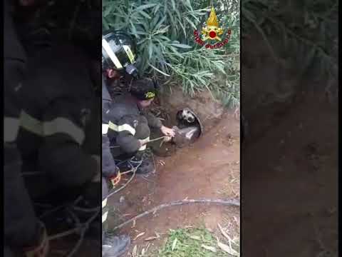 I vigili del fuoco salvano un cane in trappola a Rimigliano, Campiglia Marittima