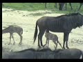 Wildebeest Calves